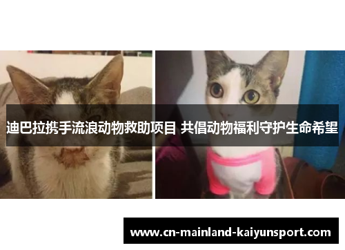 迪巴拉携手流浪动物救助项目 共倡动物福利守护生命希望 迪巴拉携手流浪动物救助项目 共倡动物福利守护生命希望